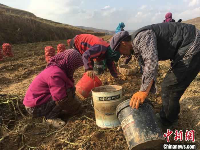 图为甘肃省定西市安定区杏园乡农民采挖马铃薯。(资料图) 张婧 摄