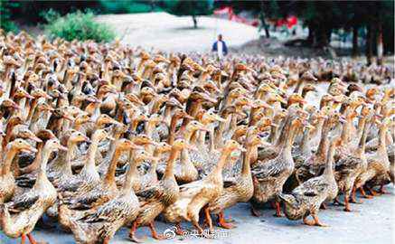 中国蝗灾防治工作组：＂牧鸭治蝗＂不适合巴基