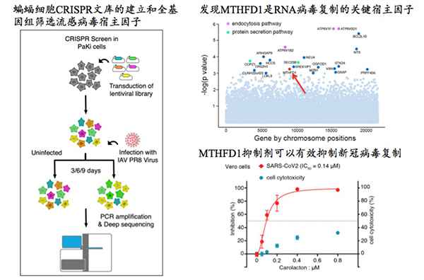 新发现！清华等团队从蝙蝠身上研究出新冠抑制
