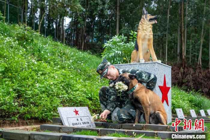 图为驯导员孔德鑫和军犬“凯特”向逝去的军犬献花。　余海洋 摄