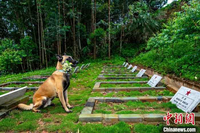 图为军犬“凯特”向逝去的老战友鲜花。　余海洋 摄