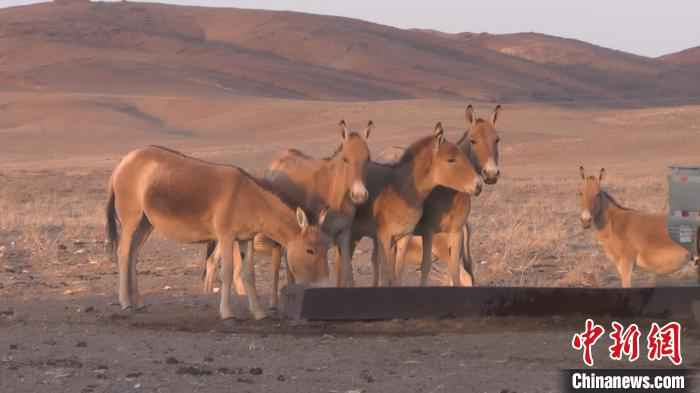 图为在内蒙古生活的蒙古野驴 。　陈志鸣 摄