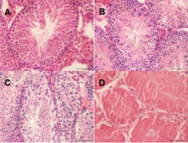 新研究：瑞德西韦小鼠实验中有生殖毒性，严重