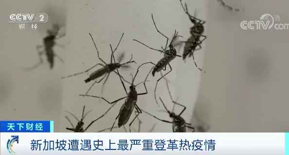 已超2万例! 新加坡遇史上最严重登革热疫情