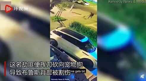 英国两只宠物狗赶走持刀入室抢劫者 被赞“英雄