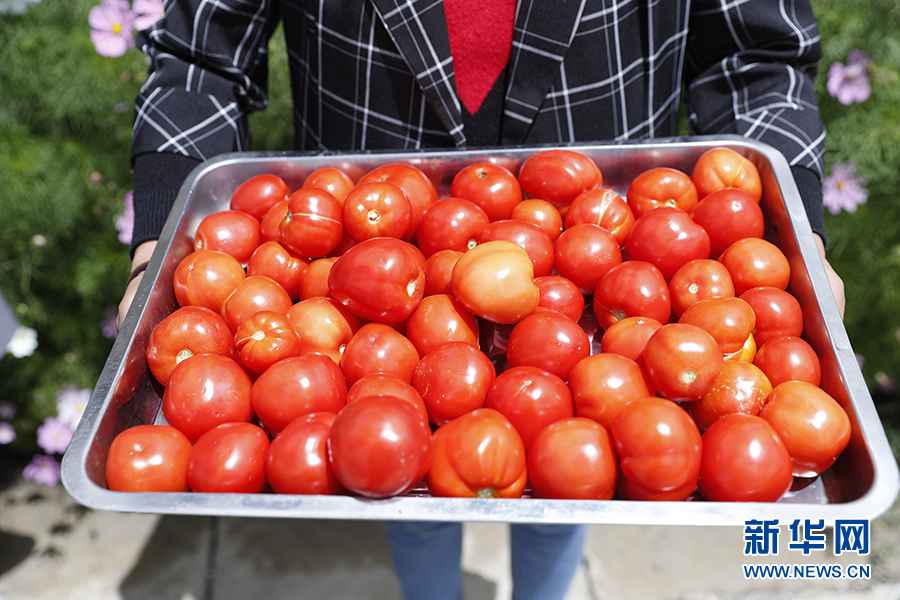 【幸福花开新边疆】隆子县的“格桑”花