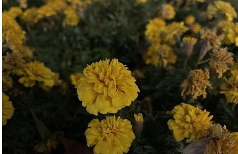 iPhone 12 Pro Max 苹果最大的iPhone带来令人印象深刻