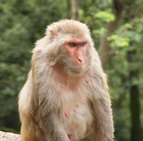 美国佛罗里达州陷入危机，被一种高智商生物入